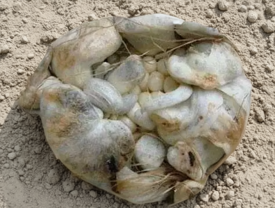 Artichaut des blés (Ustilago maydis) : morphologie, caractéristiques, données botaniques, habitat, utilisations, propriétés Artichaut des blés (Ustilago maydis) : morphologie, caractéristiques, données botaniques, habitat, utilisations, propriétés